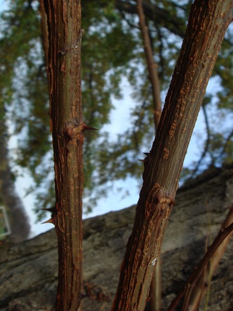 Robinia pseudoacacia rameaux